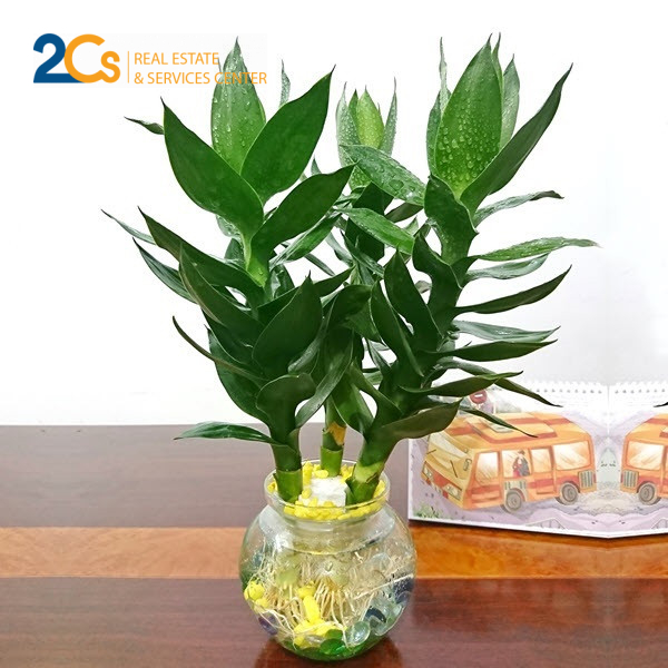 Tại sao nên trồng cây xanh trong nhà? | Một số gợi ý về cây phong thủy 3 cay phat tai bup sen 1