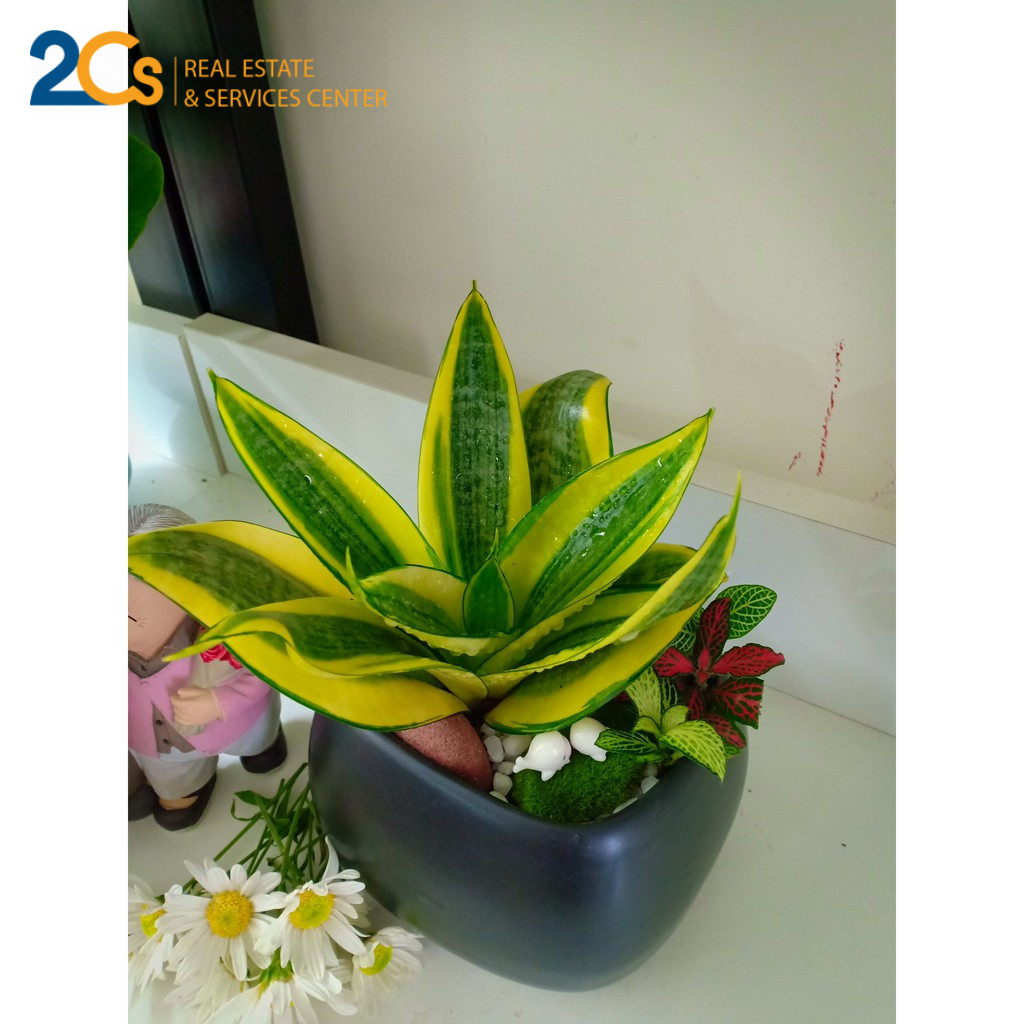 Tại sao nên trồng cây xanh trong nhà? | Một số gợi ý về cây phong thủy 4 fa368bf0c7e7dd0f7234afe1f8f13f80