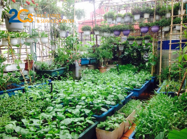 Kinh nghiệm thiết kế vườn trên mái 3 Trồng rau trên sân thượng giúp cải thiện chât lượng bữa ăn và là thú vui cho gia đình.