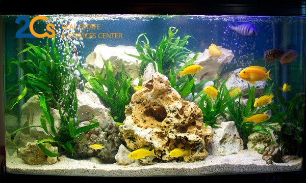 Cách đặt bể cá phong thủy để thu hút tài lộc 3 Thiết bị oxy không ngừng vận hành. (Nguồn:google.com)