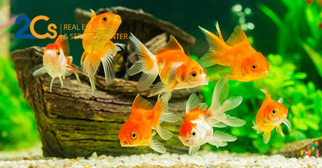 Trang trí phòng khách chuẩn phong thủy đón năm Tân Sửu tài lộc thịnh vượng, gia đạo ấm êm 6 Vi tri dat be ca tot nhat la trong phong khach hoac trong phong lam viec.