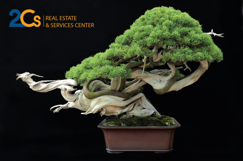 Bonsai mini - điểm nhấn cho không gian nhỏ vài m2 3 Nghệ thuật Bonsai có nguồn gốc từ Trung Quốc